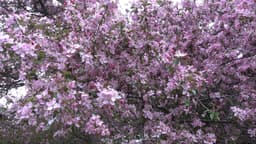 image of Fukushima, Japan