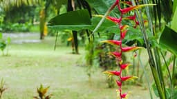 image of Rabaul, Papua New Guinea