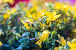 image of St. John s, Canada