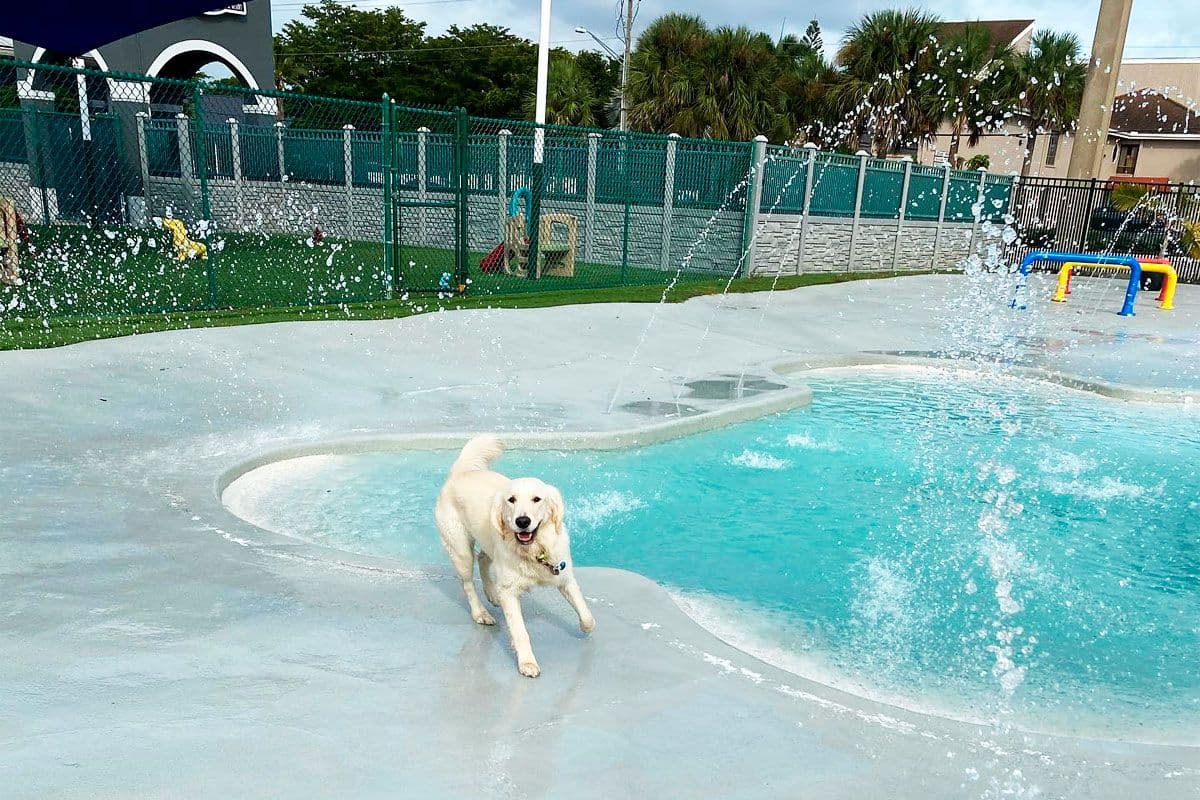 white dog in front of a swimming pool looking at the camera 