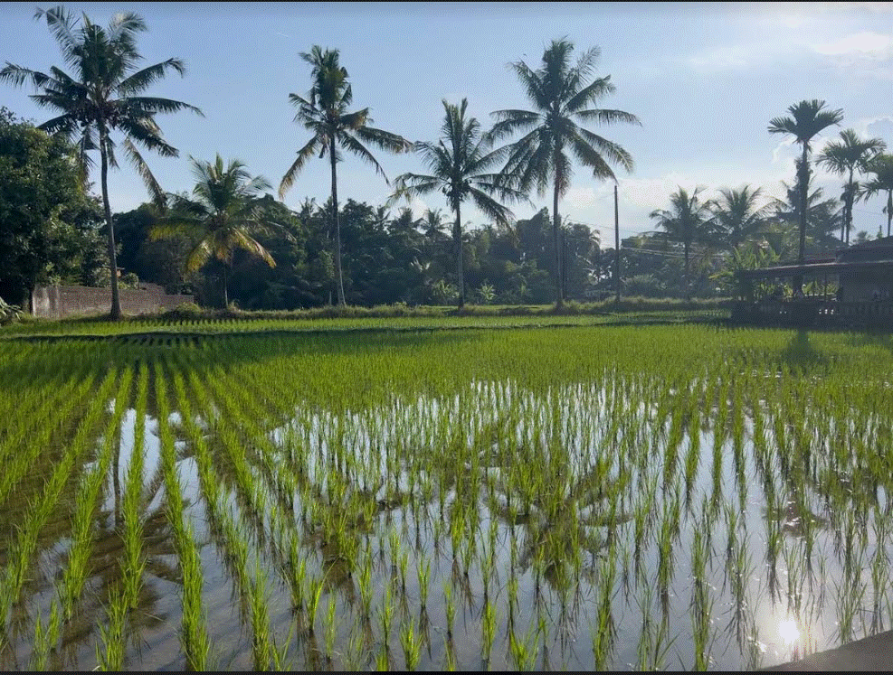 The Ultimate Canggu Travel Guide: Explore & Experience Bali on a Budget - bali experiences - ratepunk thoughts