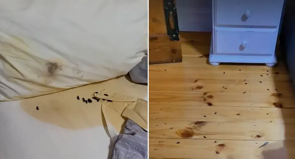Horrible Airbnb experiences - night with the possum 