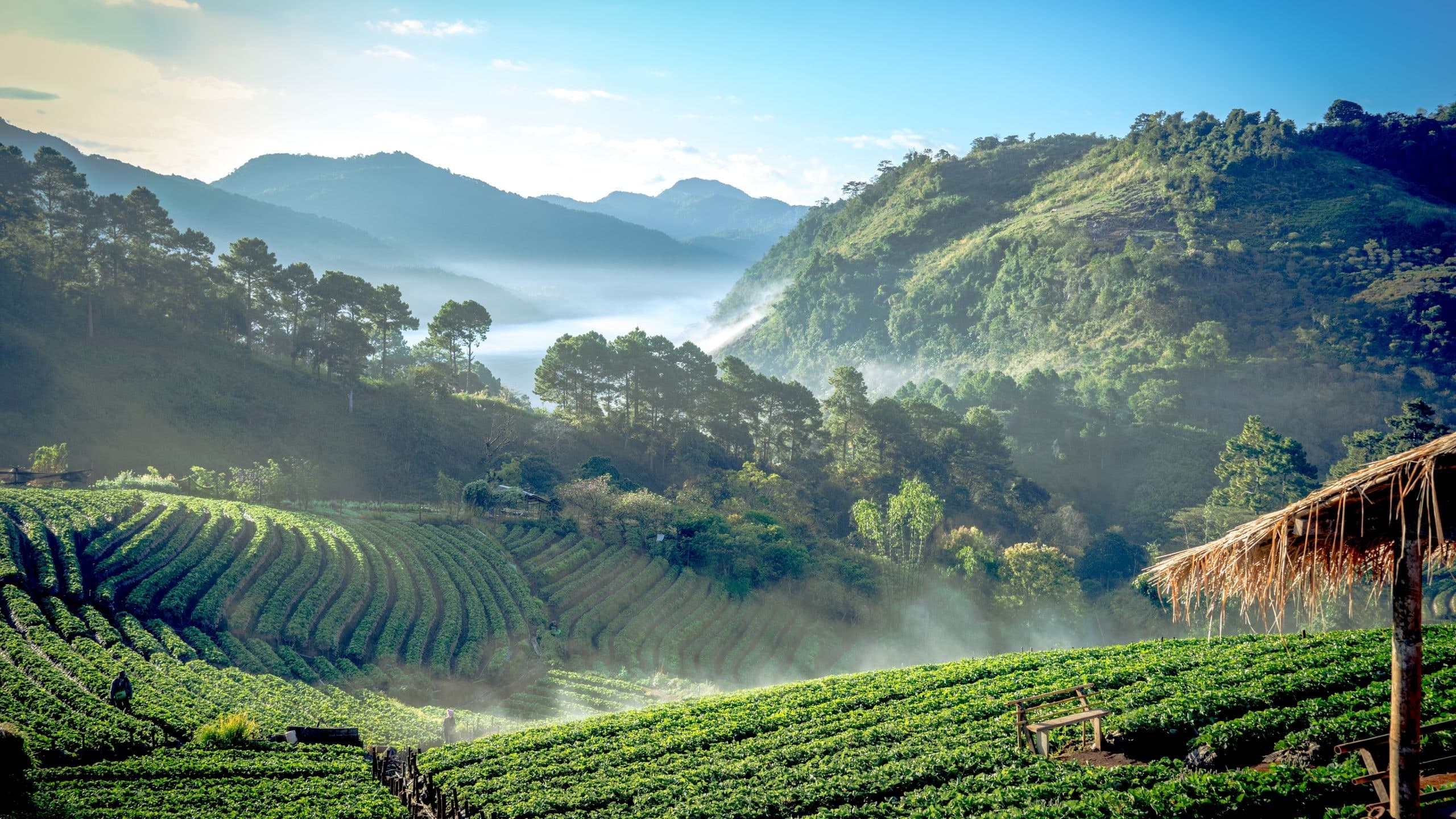 Image of Chiang Mai