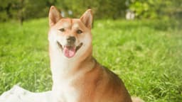 image of Akita, Japan