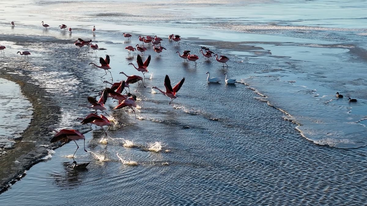 Image of El Calafate