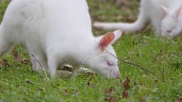 image of Port Macquarie, Australia