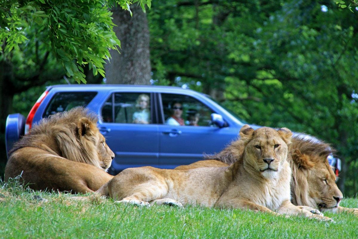 Longleat Safari Park, RatePunk, best zoos in the UK