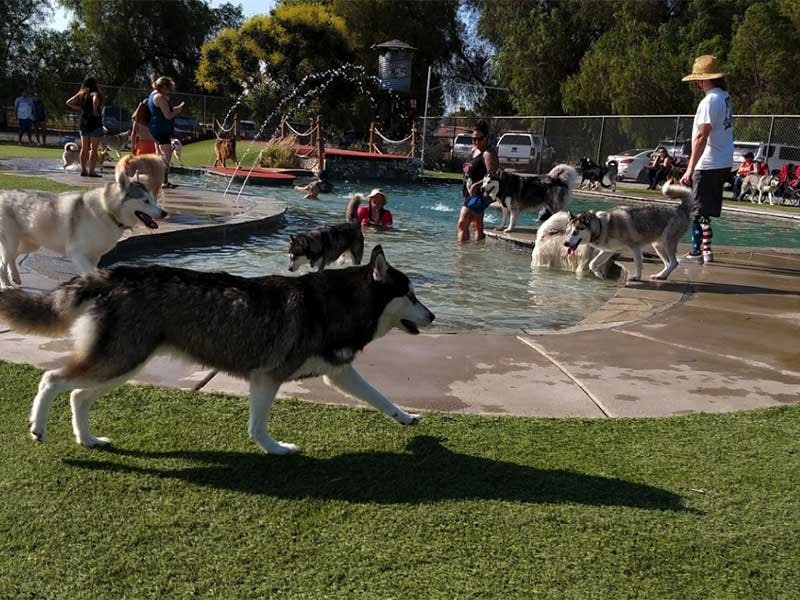 swimming pools with dogs and a few humans around it