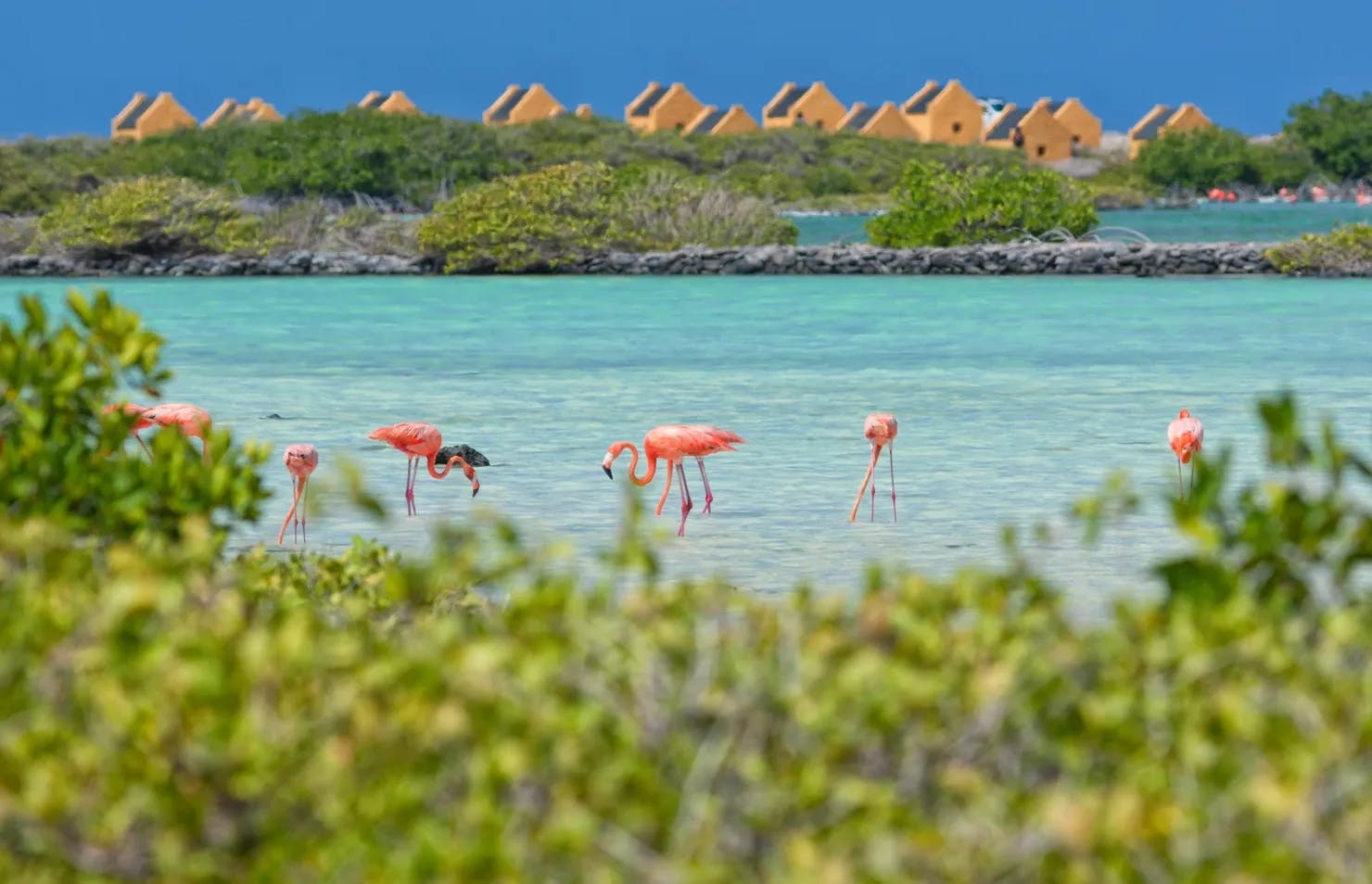 Flamingos in a large pound in the southern part of Bonaire, the Caribbean