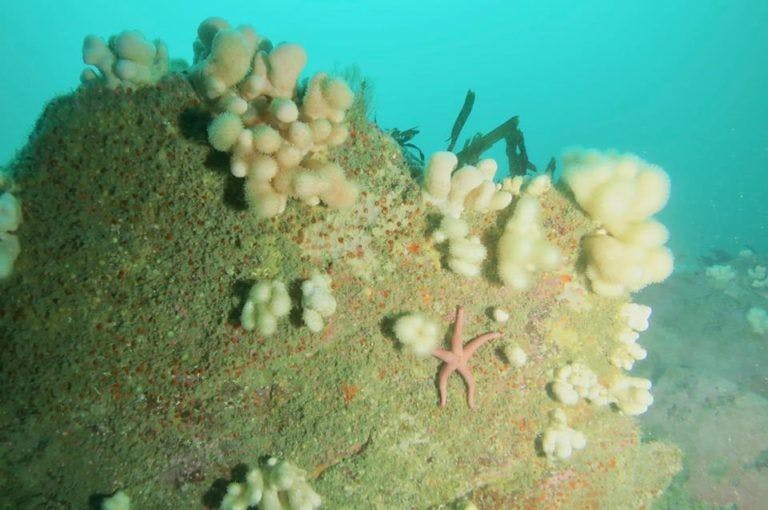 Best Diving Sites in Europe | Eddystone Reef|  RatePunk 