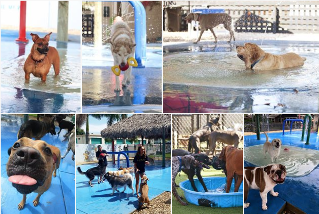 7 collage picture of dogs in swimming pools