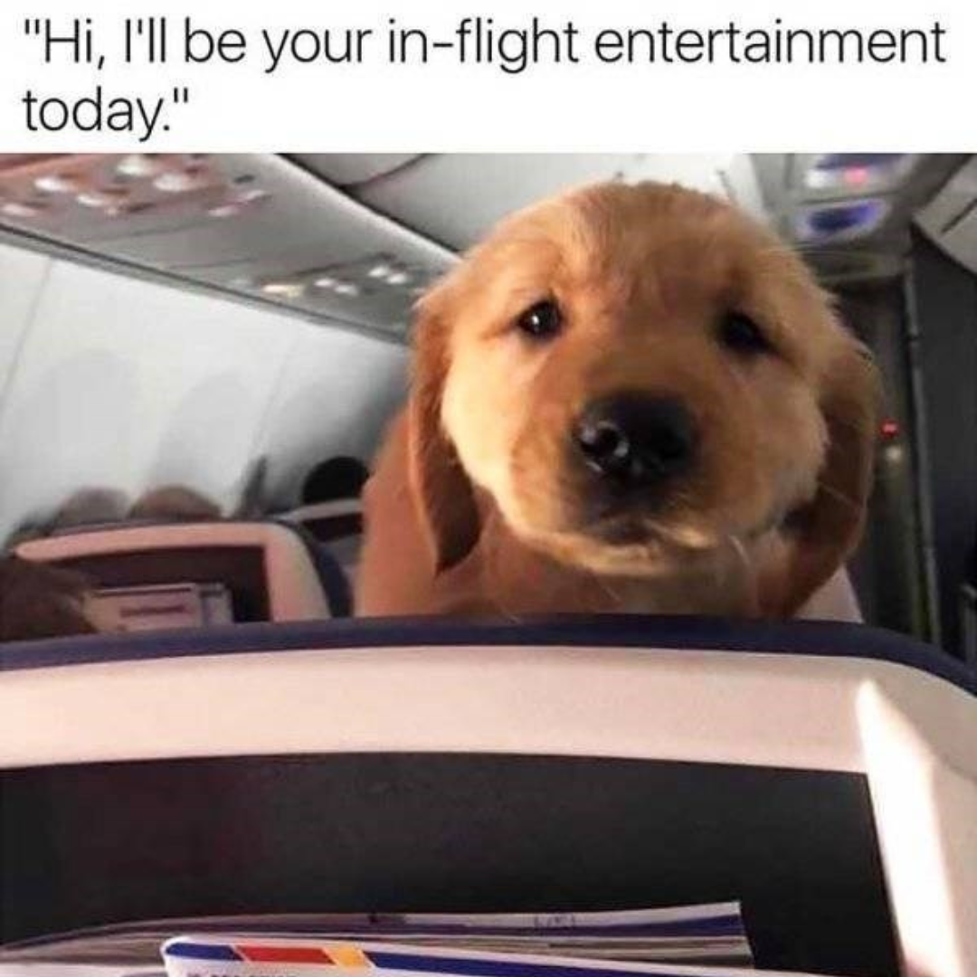 Traveling with Pet: Most Pet-Friendly Airlines 2023 RatePunk