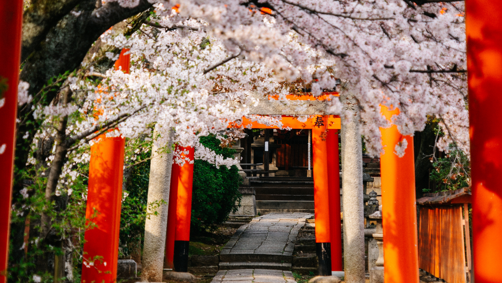 Enchanting Cherry Blossom Festivals in Japan 2023 | Ratepunk