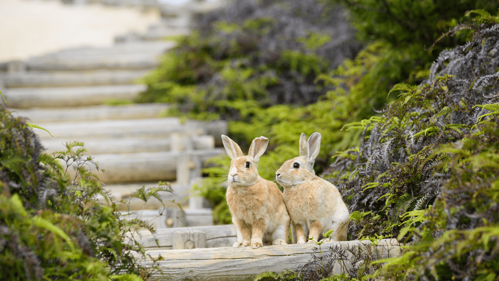 The Cutest Places Where You Can Possibly Meet Easter Bunnies | Ratepunk | 2023