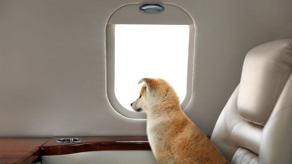 Airlines That Allow Dogs in Cabin 2024