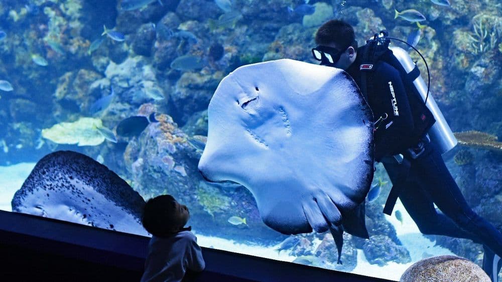 9 Best Aquariums in the UK (2026) | Biggest Aquariums