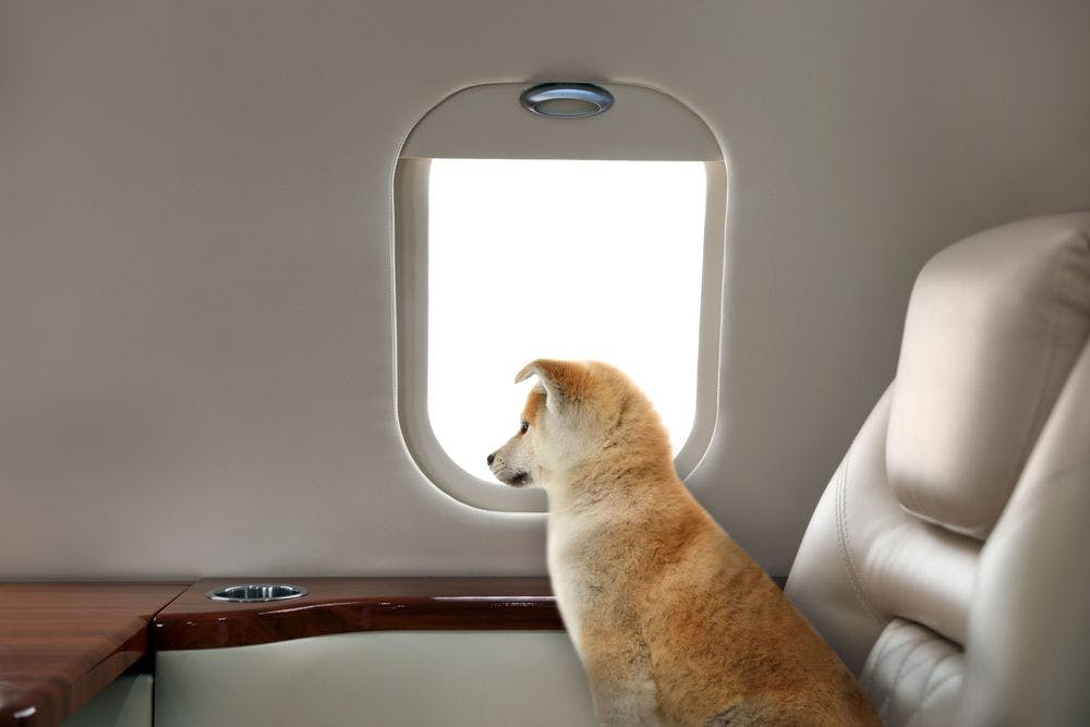 Airlines That Allow Dogs in Cabin 2024