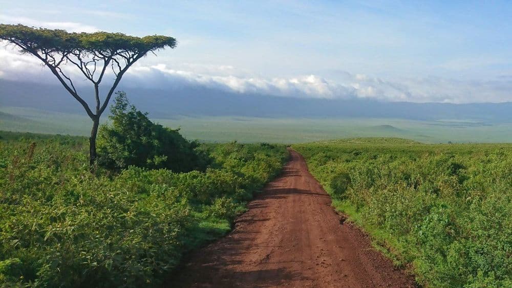 How to Optimize Your Flight Prices from Julius Nyerere International Airport