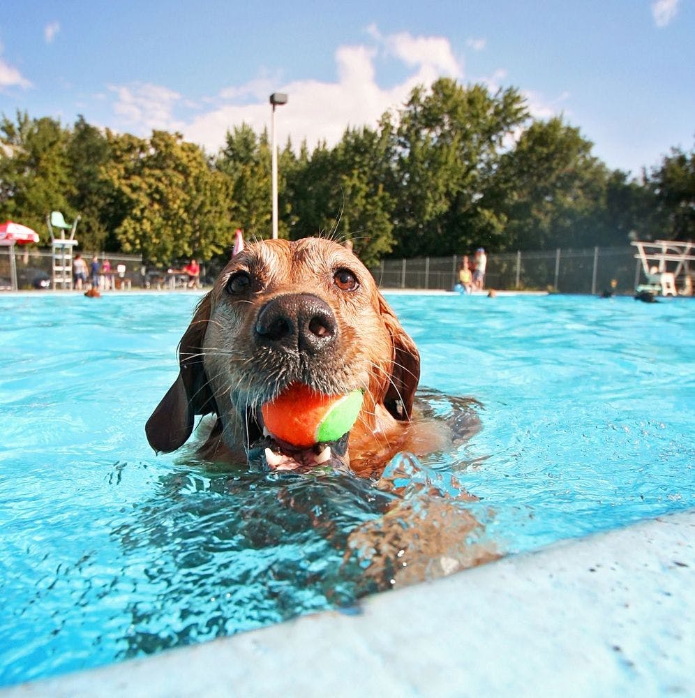 Best 9 Dog Water Parks 2023 | Ratepunk