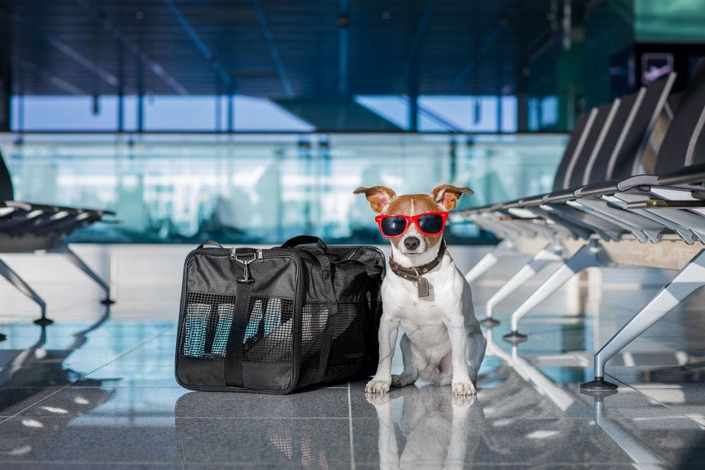 Traveling with Pet: Most Pet-Friendly Airlines