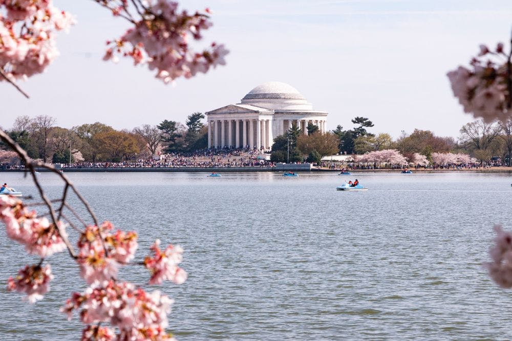 Blooming Marvels: The National Cherry Blossom Festival in Washington, DC, 2023