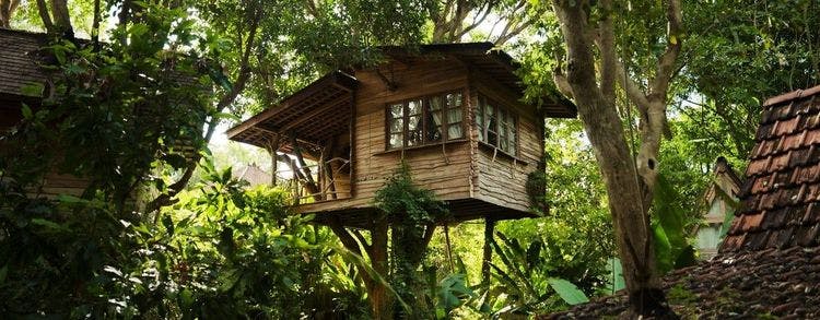 Roots Tree House