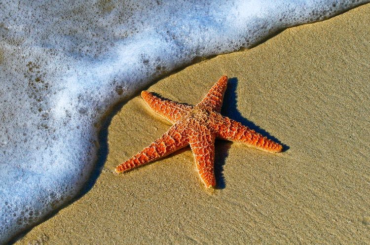 Unleash Your Inner Free Spirit: Best Nude Beaches Florida Edition