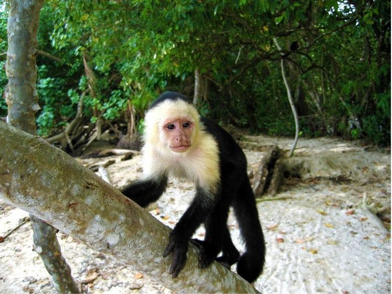 Pura Vida: Your Costa Rica Travel Guide - monkey - ratepunk