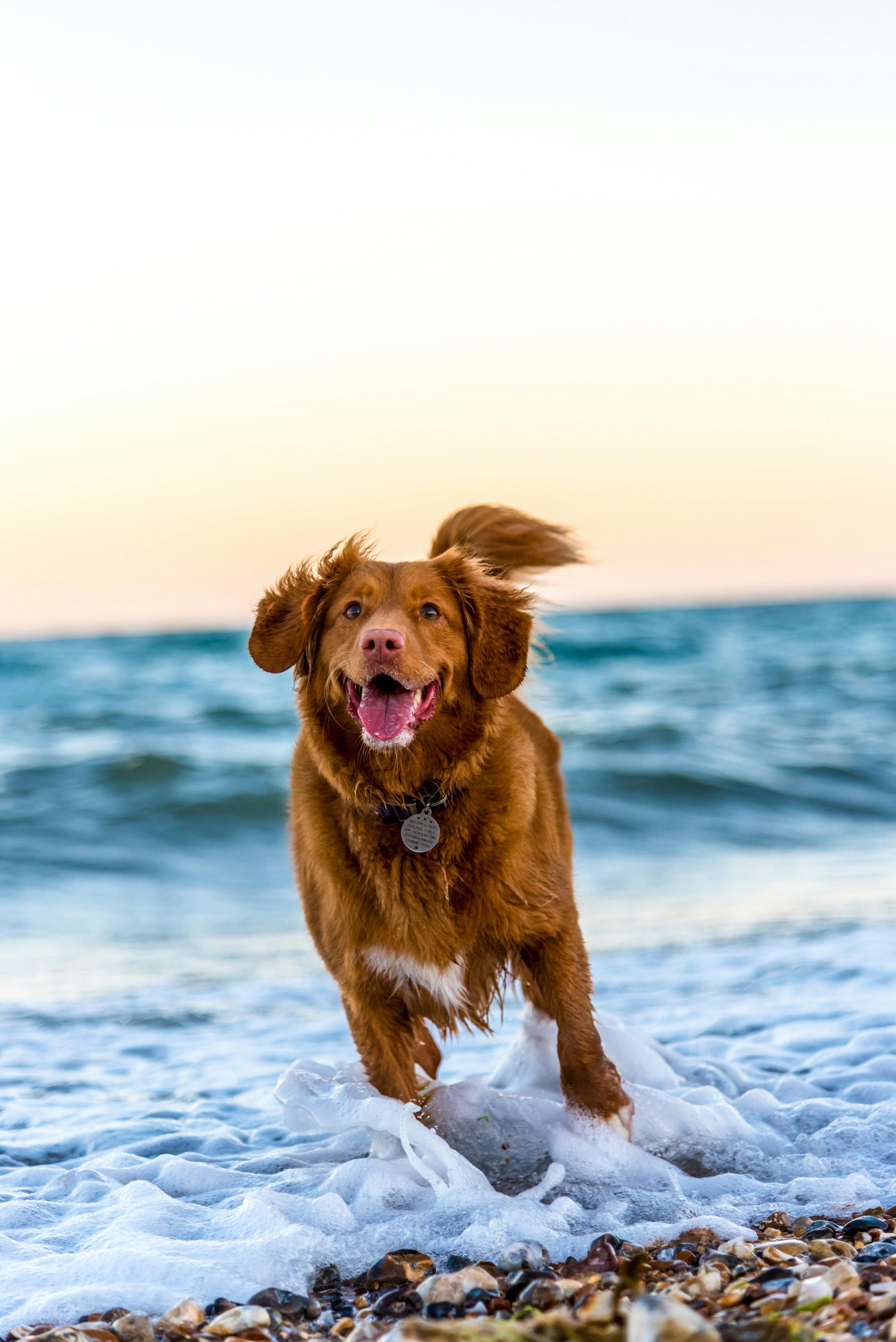 happy dog in front of the sea