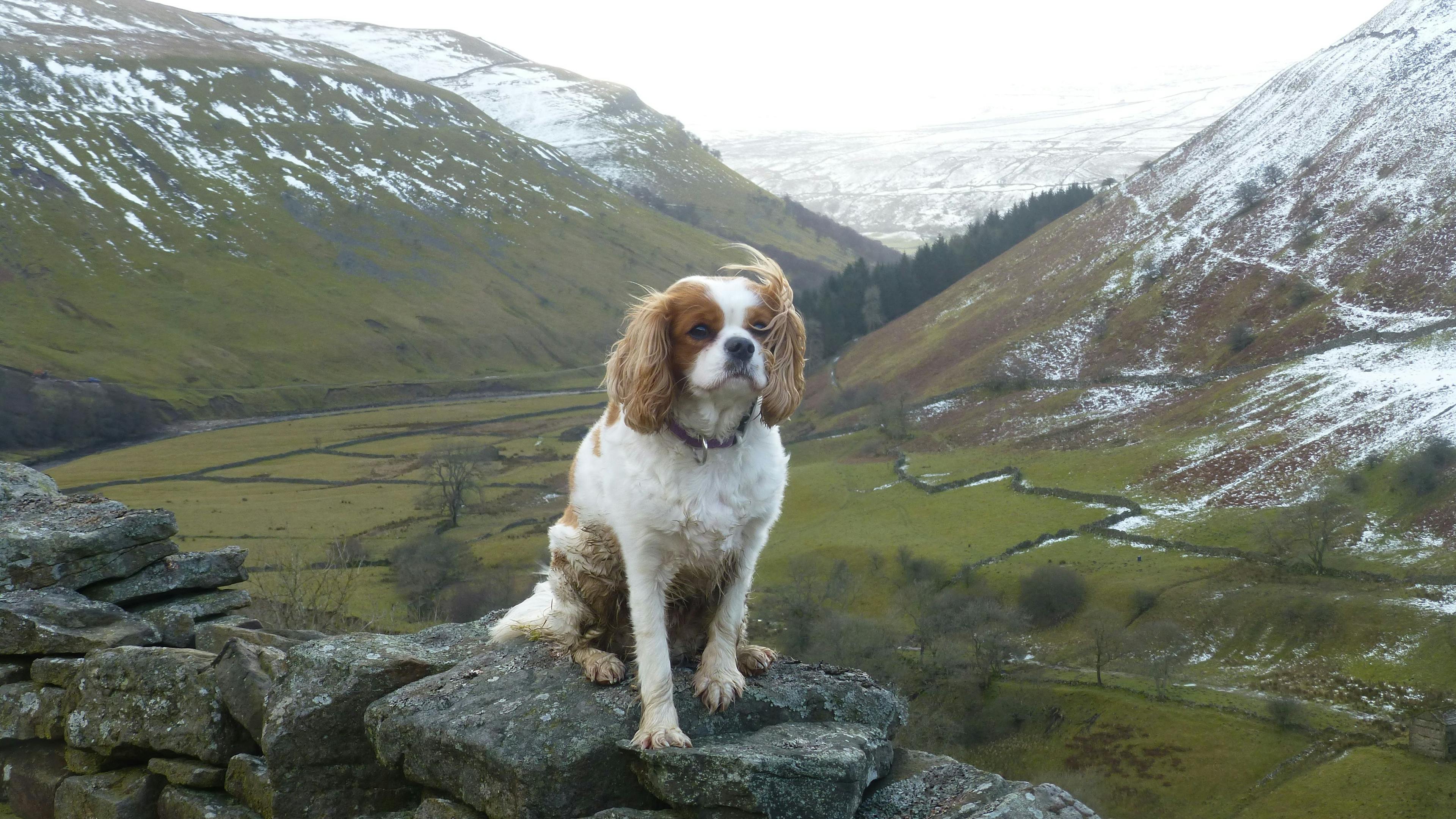 The Best Dog-Friendly Places to Stay in England  RatePunk Yorkshire Dales