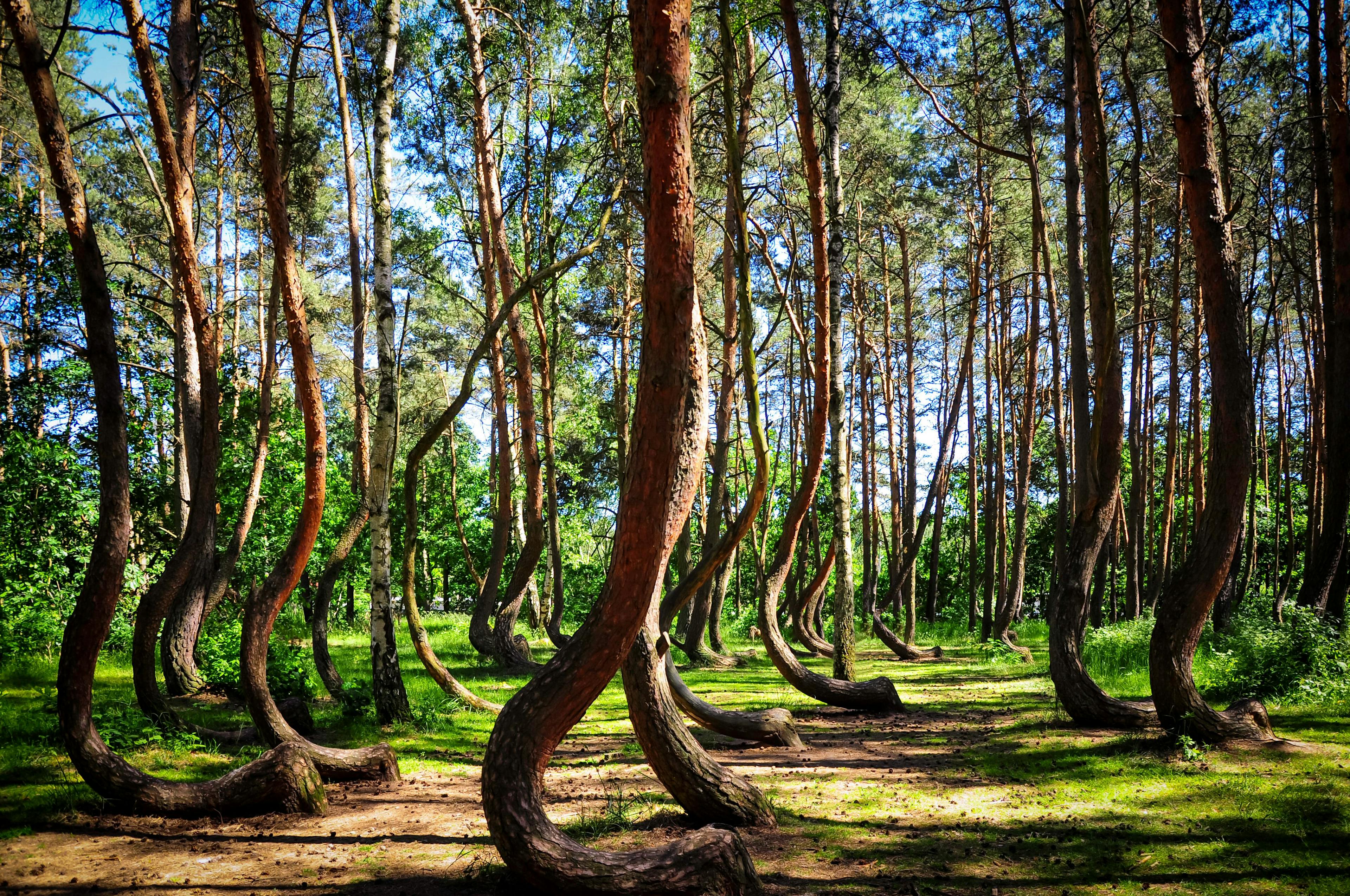 The Crooked Forest in Poland